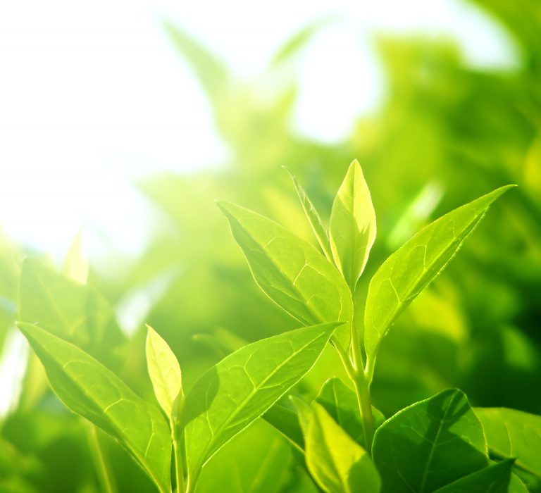 Feuilles de thé blanc