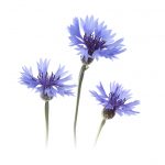 Cornflower