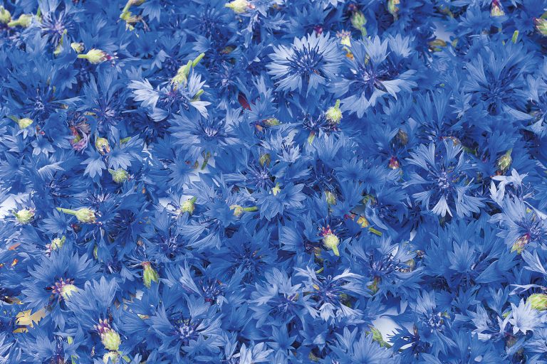 Cornflower in the Laino products Cornflower in the Laino products