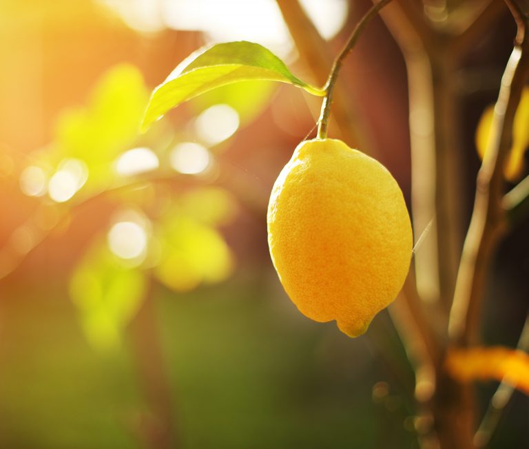 Citronnier