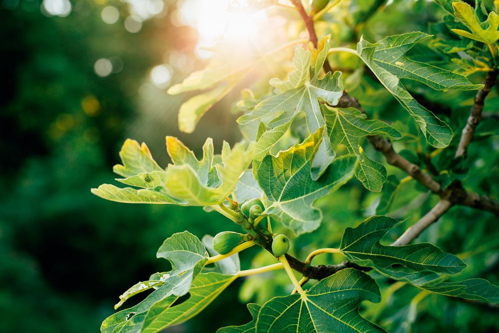 Tree branch