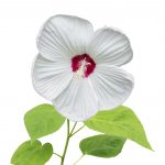 Hibiscus Flower