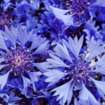 Cornflower