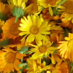 Calendula