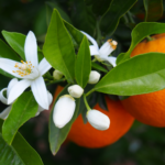 Orange blossom