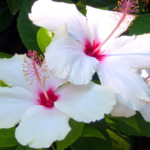 Hibiscus Flower