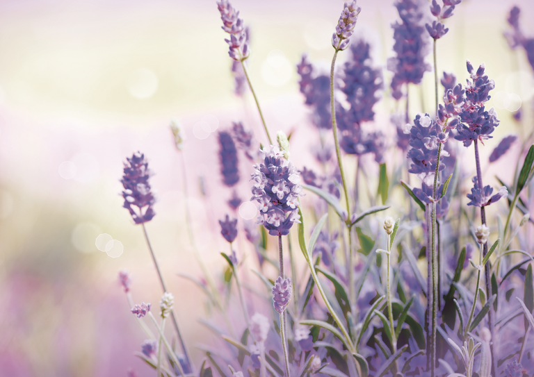 Lavender