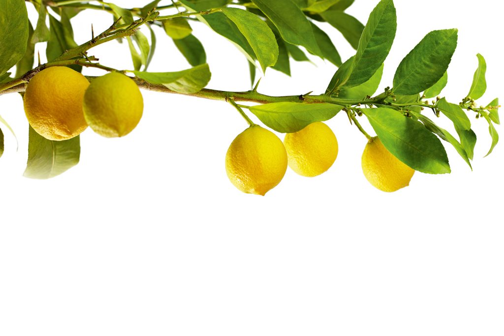 Branch of lemons