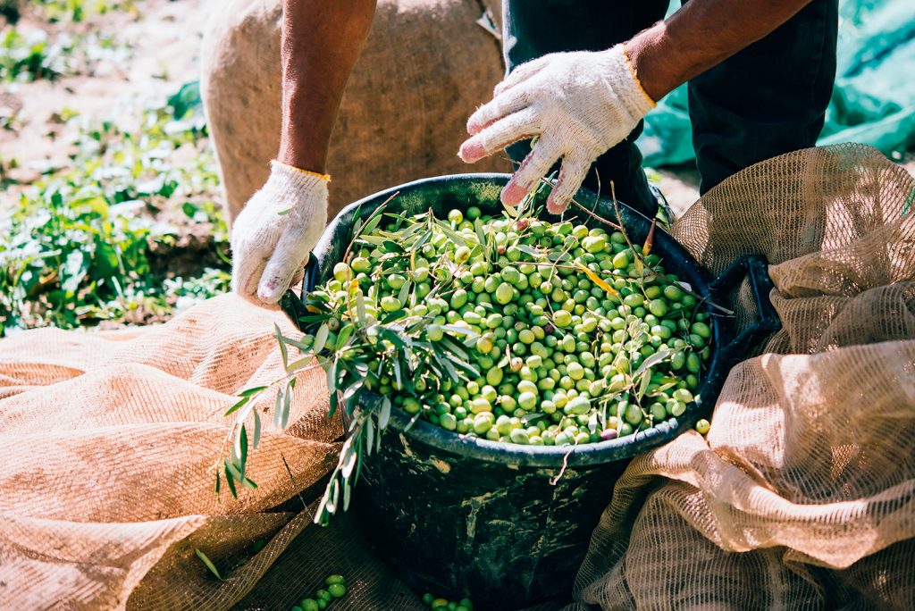 Olive harvest