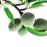 Sweet almond
