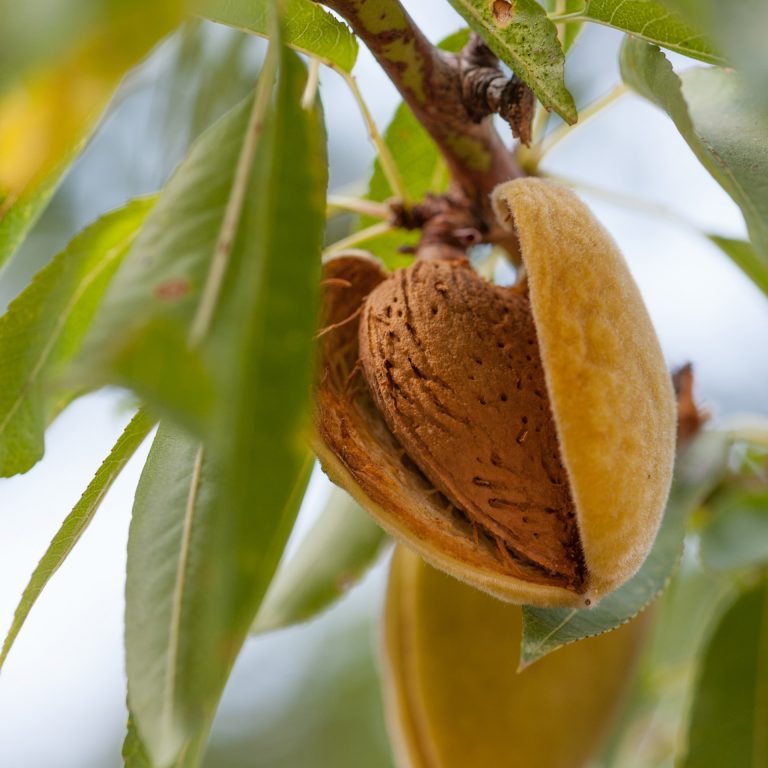 Graine d'amande douce sur un amandier
