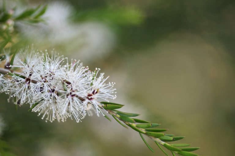 Fleurs d'arbre à thé