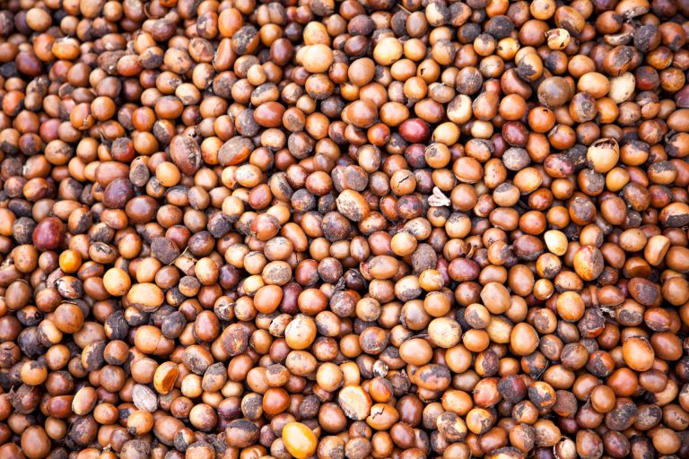 Graines d'argan