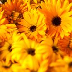 Calendula