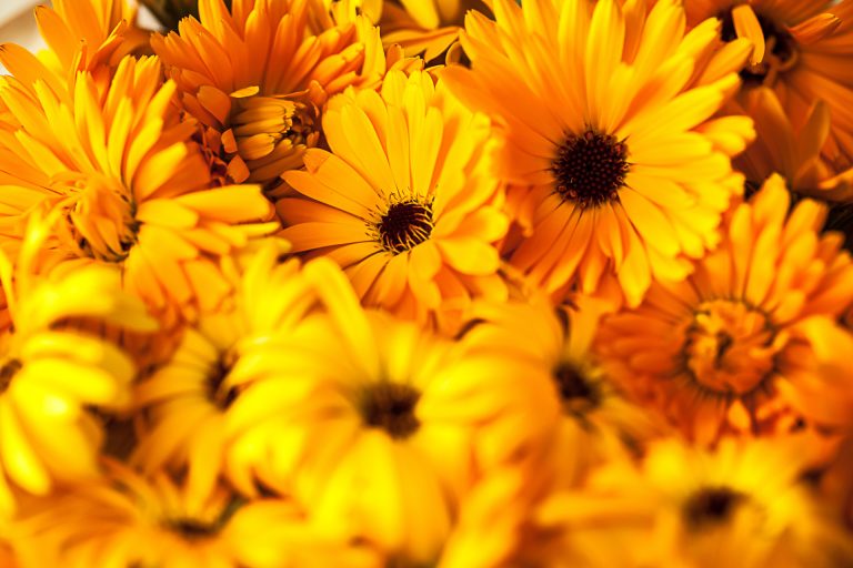 Fleurs de calendula