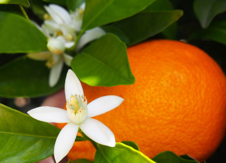 Fleur d'oranger dans un jardin