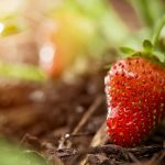 Private: Strawberry
