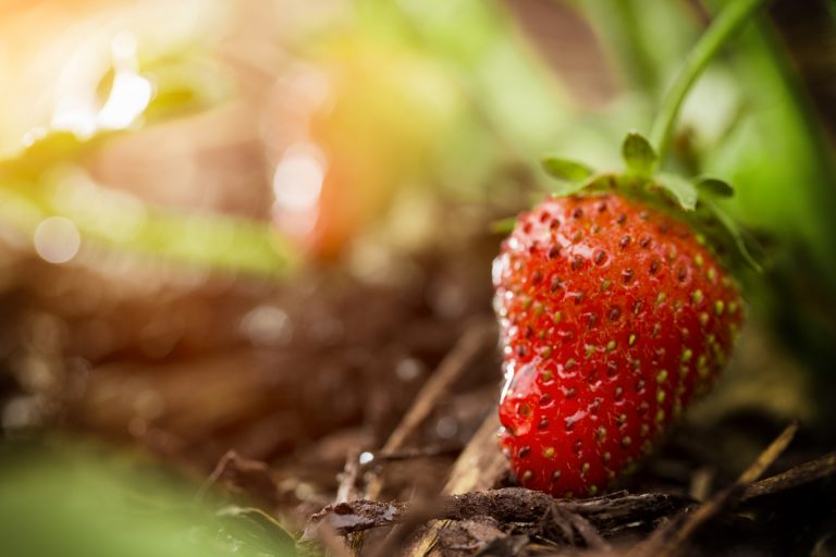 Fraise dans un jardin