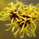 Witch Hazel