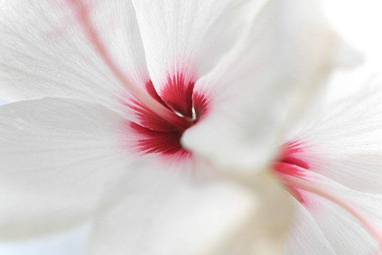 Détails d'une fleur d'hibiscus