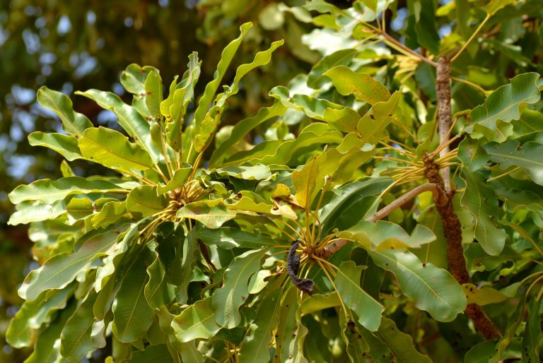 Arbre karité