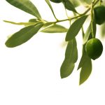 Green olive