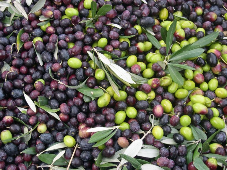 Olives vertes