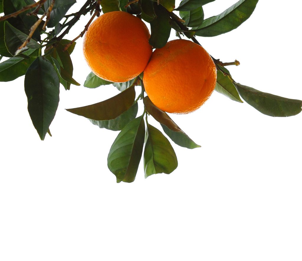 Branche d'orange