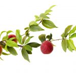 White peach