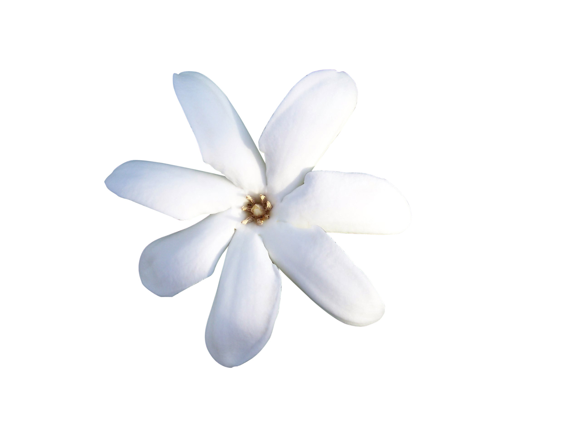 Tiare Flower (Monoi) in the Laino products