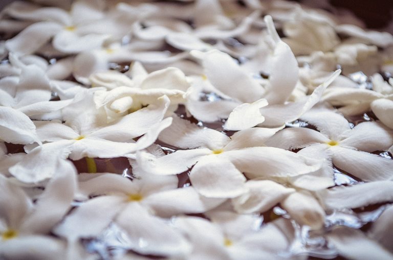 Pétales de fleur de Tiaré