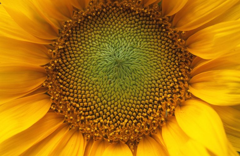 Détails d'un tournesol