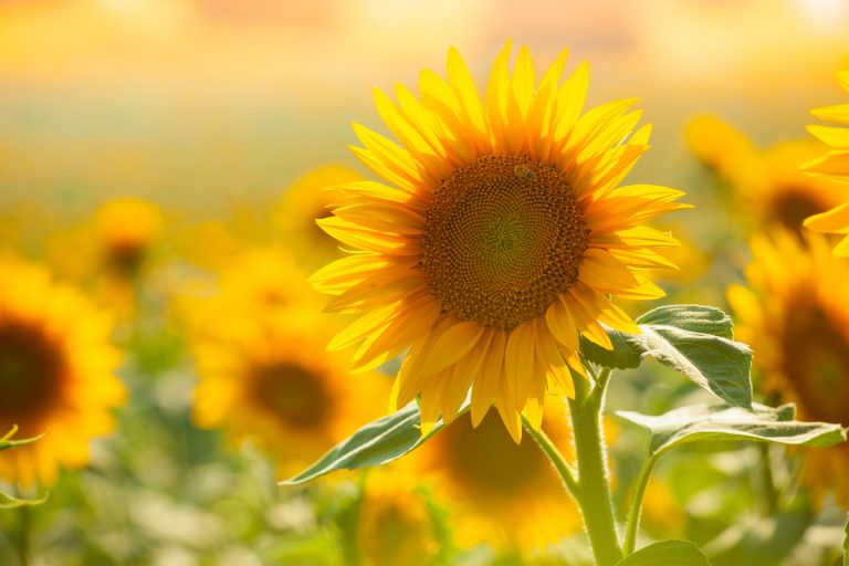 Tournesol dans un champ