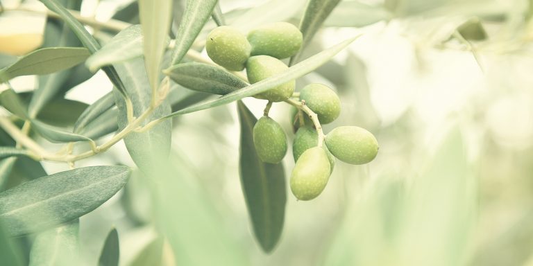 Green olives