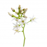 Buckbean
