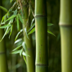 Bamboo powder
