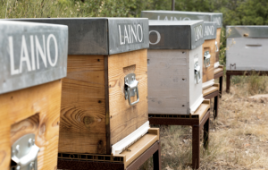 LAINO SPONSORS 10 HIVES