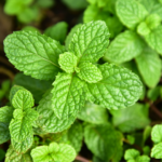 Organic Peppermint Essential Oil